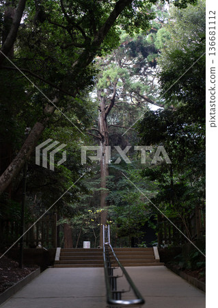 鹿島神社：通往巨型雪松樹的台階 136681112