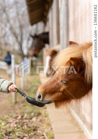 Narita Dream Farm Ponies eating food Narita Dream Farm Ponies eating food 136681162