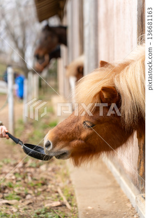 Narita Dream Farm Ponies eating food Narita Dream Farm Ponies eating food 136681163