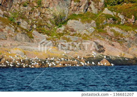 different birds, ducks and seagulls are sitting basking in the sun on the coast of the Barents Sea at sunny weather, the rocky shore with colourful arctic carpet of moss, yagel, Tundra at autumn different birds, ducks and seagulls are sitting basking in the sun on the coast of the Barents Sea at sunny weather, the rocky shore with colourful arctic carpet of moss, yagel, Tundra at autumn 136681207