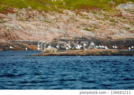 different birds, ducks and seagulls are sitting basking in the sun on the coast of the Barents Sea at sunny weather, the rocky shore with colourful arctic carpet of moss, yagel, Tundra at autumn different birds, ducks and seagulls are sitting basking in the sun on the coast of the Barents Sea at sunny weather, the rocky shore with colourful arctic carpet of moss, yagel, Tundra at autumn 136681211