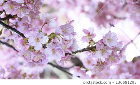 三浦海灘的河津櫻花在燈光的襯托下熠熠生輝 三浦海灘的河津櫻花在燈光的襯托下熠熠生輝 136681295