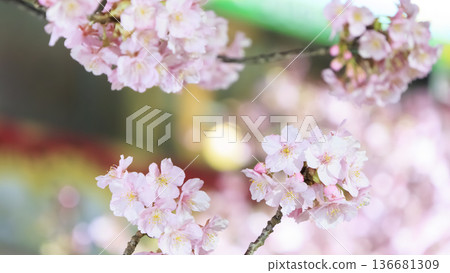 三浦海灘的河津櫻花在燈光的襯托下熠熠生輝 136681309