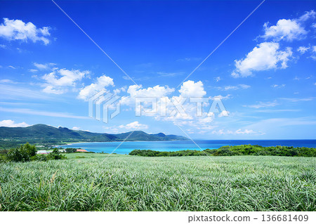 晴朗的天空和蔚藍的大海，構成了一幅令人心曠神怡的海濱景色。 136681409