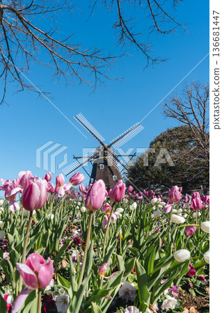 Funabashi Andersen Park: Windmills and ice tulips in a snowy landscape Funabashi Andersen Park: Windmills and ice tulips in a snowy landscape 136681447