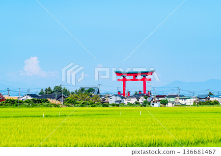 Paddy fields in the Echigo Plain and the torii gate of Yahikosan Shrine in Niigata Paddy fields in the Echigo Plain and the torii gate of Yahikosan Shrine in Niigata 136681467