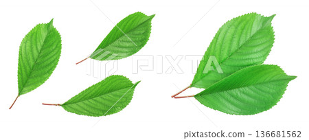 Cherry leaves isolated on white background closeup 136681562