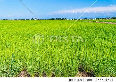 Green rice spreads across the Echigo Plain in Niigata under a summer sky 136681644