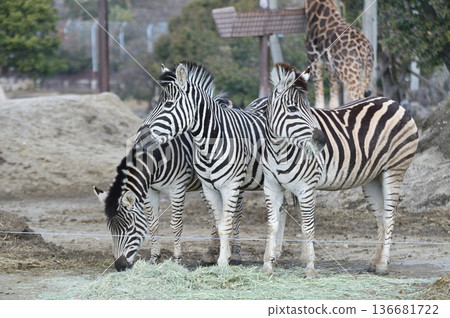 Landscape with zebra 136681722