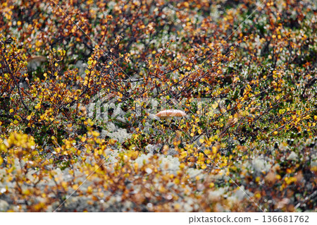 colourful arctic carpet of moss, yagel, mushroom, blueberry and birch twigs among the stones, sunset, Tundra at autumn, tundra near the town of Teriberka in Russia, Murmansk region colourful arctic carpet of moss, yagel, mushroom, blueberry and birch twigs among the stones, sunset, Tundra at autumn, tundra near the town of Teriberka in Russia, Murmansk region 136681762