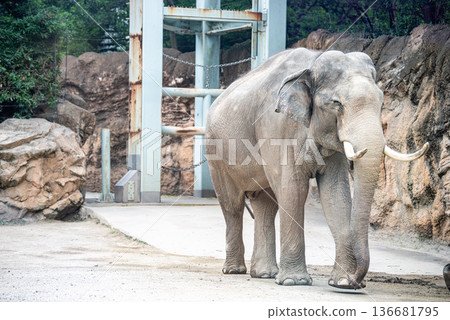 Asian elephants moving leisurely Asian elephants moving leisurely 136681795