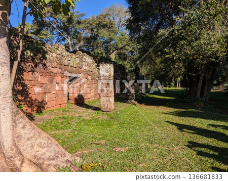 Misiones, San Ignacio, Argentina - June 23, 2025: Trunk of a Ficus citrifolia tree at the Jesuit Mission of San Ignacio Mini do Guaranisi. UNESCO World Heritage Site. Misiones, San Ignacio, Argentina - June 23, 2025: Trunk of a Ficus citrifolia tree at the Jesuit Mission of San Ignacio Mini do Guaranisi. UNESCO World Heritage Site. 136681833