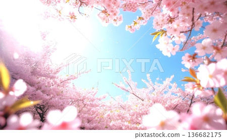 Cherry blossoms in full bloom under the blue sky | Spring scenery in Japan 136682175