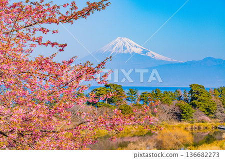 (靜岡縣)西井津井田和富士山的河津櫻花 (靜岡縣)西井津井田和富士山的河津櫻花 136682273