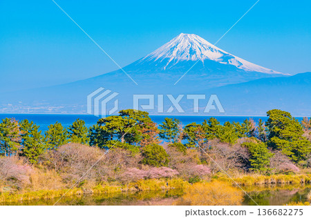 (Shizuoka Prefecture) Kawazu cherry blossoms in Nishiizu Ida and Mount Fuji (Shizuoka Prefecture) Kawazu cherry blossoms in Nishiizu Ida and Mount Fuji 136682275