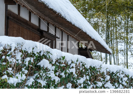 冬日樹籬景色 冬日樹籬景色 136682281