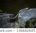 Eastern Water Skink Eastern Water Skink 136682645