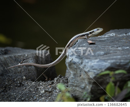 Eastern Water Skink Eastern Water Skink 136682645