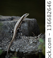 Eastern Water Skink Eastern Water Skink 136682646