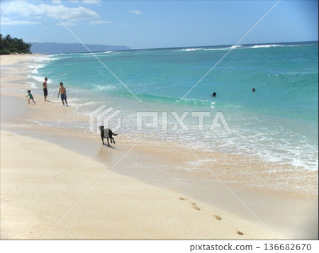 一隻狗在夏威夷海灘上奔跑 一隻狗在夏威夷海灘上奔跑 136682670