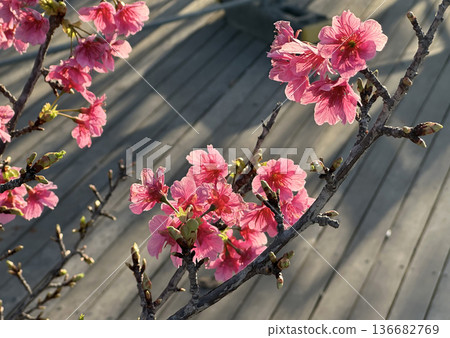 Spring blooming a small tree Taiwan cherry, Formosan cherry, or bellflower cherry (lat.- Prunus campanulata) 136682769