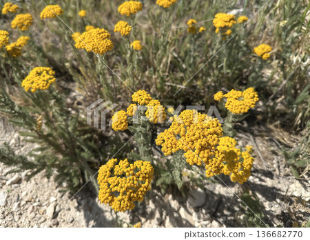 Beautiful blossom milfoil (lat.- Achillea arabica Kotschy) Beautiful blossom milfoil (lat.- Achillea arabica Kotschy) 136682770