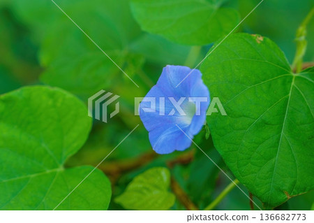 Vivid blue morning glory macro photography with fresh green leaves and bokeh Vivid blue morning glory macro photography with fresh green leaves and bokeh 136682773