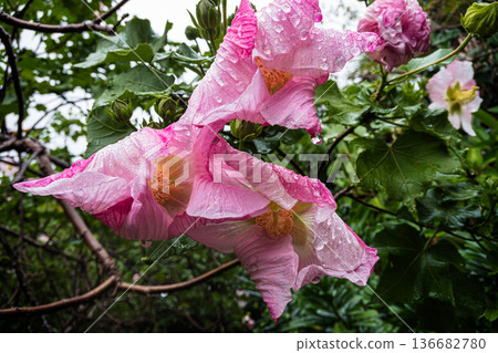 Amami Oshima, Kagoshima Prefecture, Umaka Hibiscus 136682780