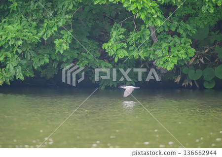 A kingfisher appears near the water A kingfisher appears near the water 136682944