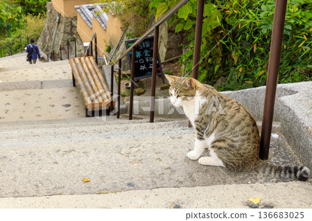 我在尾道的貓徑上拍到了一隻圓背貓的照片。 我在尾道的貓徑上拍到了一隻圓背貓的照片。 136683025