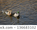 A pair of mallards that are always together 136683102