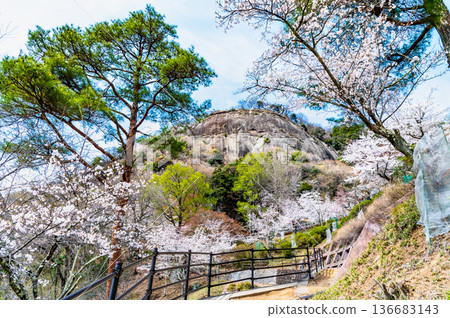 山梨縣:岩殿山櫻花盛開 山梨縣:岩殿山櫻花盛開 136683143