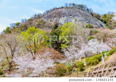 Yamanashi: Cherry blossoms in full bloom at Mt. Iwadono Yamanashi: Cherry blossoms in full bloom at Mt. Iwadono 136683144