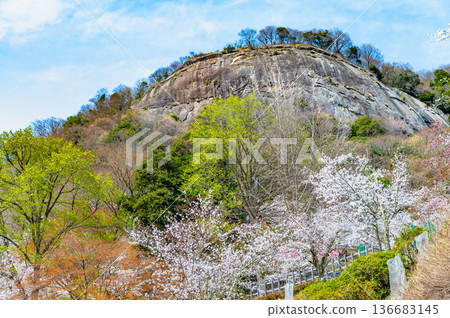 Yamanashi: Cherry blossoms in full bloom at Mt. Iwadono 136683145