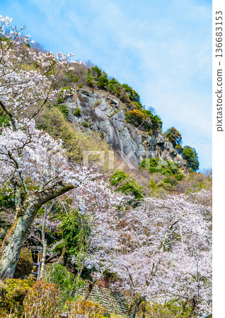 山梨縣：岩殿山櫻花盛開 136683153