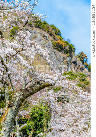 山梨縣：岩殿山櫻花盛開 136683154