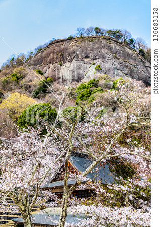 山梨縣：岩殿山櫻花盛開 136683158