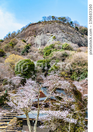 山梨縣：岩殿山櫻花盛開 136683160