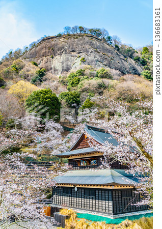 Yamanashi: Cherry blossoms in full bloom at Mt. Iwadono Yamanashi: Cherry blossoms in full bloom at Mt. Iwadono 136683161