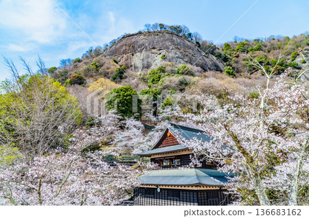 Yamanashi: Cherry blossoms in full bloom at Mt. Iwadono Yamanashi: Cherry blossoms in full bloom at Mt. Iwadono 136683162