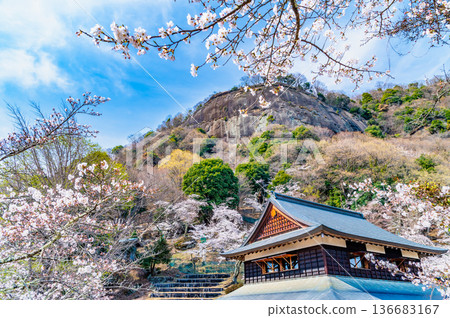Yamanashi: Cherry blossoms in full bloom at Mt. Iwadono Yamanashi: Cherry blossoms in full bloom at Mt. Iwadono 136683167
