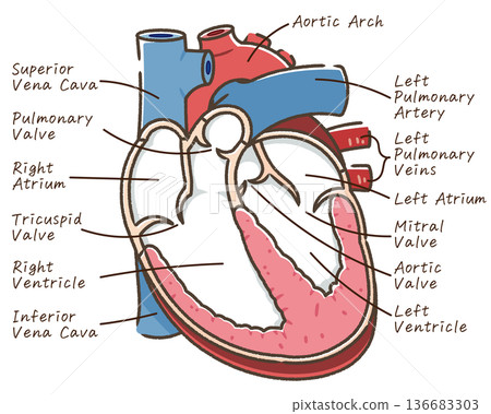Illustration of a cross section of the heart 136683303