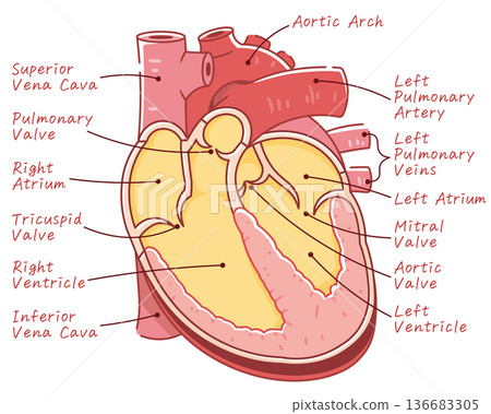 心臟橫切面的插圖 136683305
