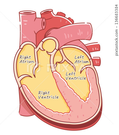 Illustration of a cross section of the heart 136683384