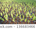 Corn seedlings growing 136683466