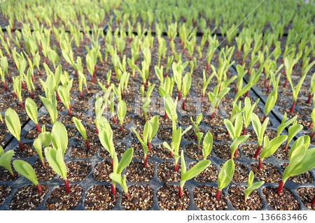 Corn seedlings growing 136683466