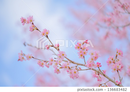 Background material of cherry blossoms in full bloom and blue sky 136683482