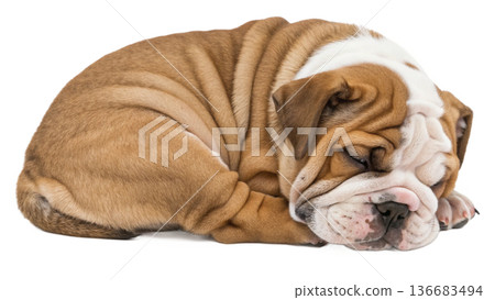 cute pug dog isolated on white 136683494