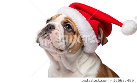 english bulldog puppy in hat 136683499