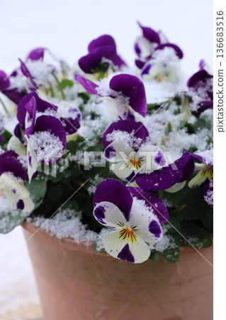 Snow on Viola Snow on Viola 136683516